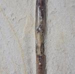 Hibolithes semisulcatus (M�NSTER 1830) - Bild &copy; FossNet FossilienStore